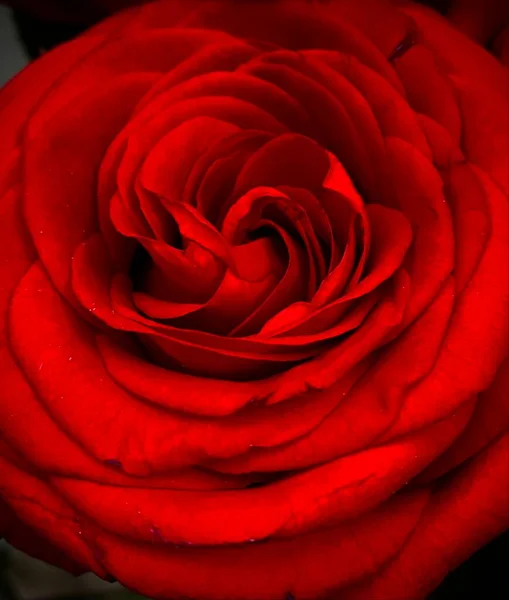 Egy Gyönyörű Vörös Rózsa Virág Közelsége Fénykép Üdvözlőlaphoz Rózsa Virágfejjel — Stock Fotó