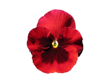 Red Pansy Isolated on White Background. Object with clipping path.