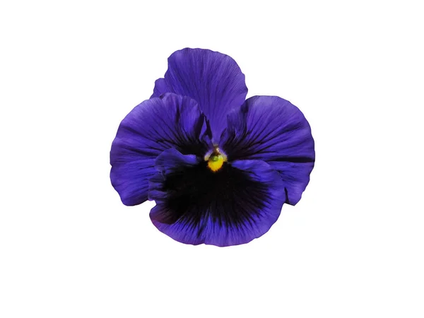 Studio Shot Blue Colored Pansy Flower Isolated White Background Symbol — Stockfoto