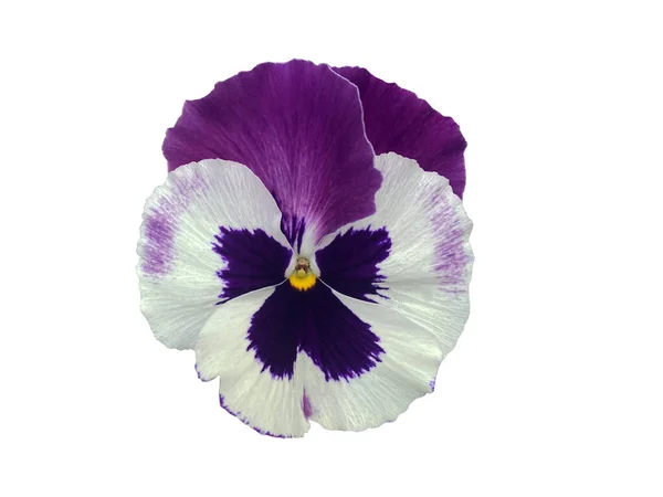 Violet White Pansy Spring Flower Isolated White Background Object Clipping — Stockfoto