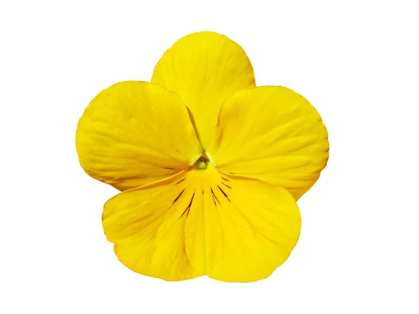 Pansy Flower Isolated White Background Viola Yellow Pansy Flower Isolated — Stockfoto