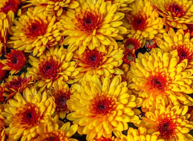 Cluster of orange chrysanthemum flowers. Yellow-orange chrysanthemum flowers background.