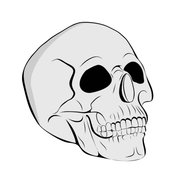 解剖学的頭蓋骨ベクトルアートは白い背景に隔離されています 頭蓋骨の詳細な手描きイラスト グランジ風化イラスト — ストックベクタ
