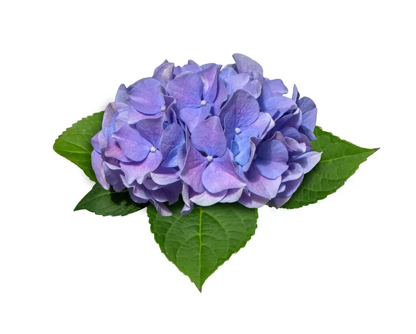 Blue Hydrangea macrophylla flower isolated on white background. Purple hydrangea flower close-up object with clipping mask.