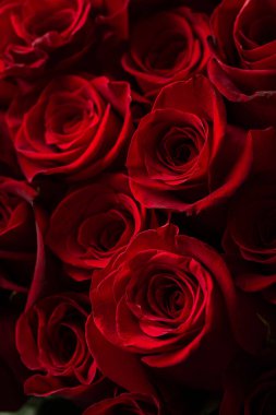 Güzel kırmızı güller buketi. Klasik moda rengi kırmızı. - Evet. Sevgililer Günü. Seçici Odaklanma. Gül duvar kâğıdı. Arkaplan