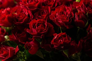 Güzel kırmızı güller buketi. Klasik moda rengi kırmızı. - Evet. Sevgililer Günü. Seçici Odaklanma. Gül duvar kâğıdı. Arkaplan