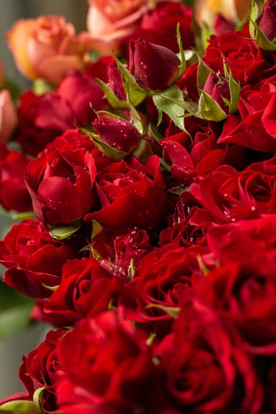 Найкрасивіші Червоні Троянди Наскрізний Червоний Колір Валентинів День Вибіркове Фокусування — стокове фото