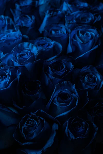 Bouquet Beautiful Blue Roses Trend Warna Klasik Biru Hari Valentine Stok Gambar Bebas Royalti