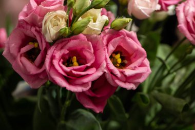 Bulanık arka planda güzel Eustoma beyaz ve pembe Eustoma. Minimalist tarzda düğün davetiyesi ve Eustoma. Uzayı kopyala Anneler günü kartı.