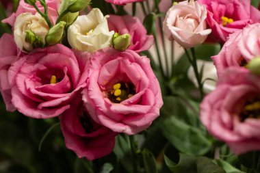 Bulanık arka planda güzel Eustoma beyaz ve pembe Eustoma. Minimalist tarzda düğün davetiyesi ve Eustoma. Uzayı kopyala Anneler günü kartı.
