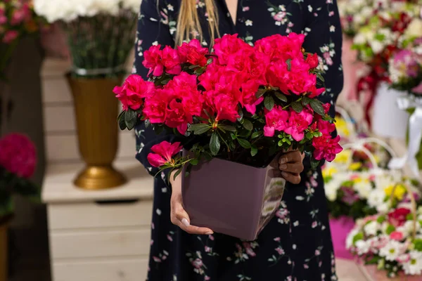 Female hold a flower pot with pink azalea in her hands on flower shop background