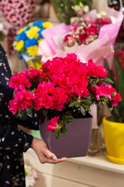 Female Hold Flower Pot Pink Azalea Her Hands Flower Shop — Stockfoto