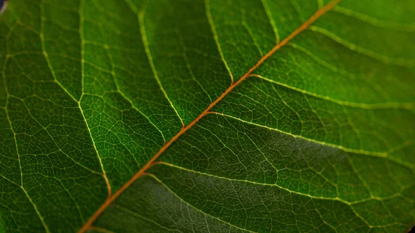 Green Rose Leaf Texture Dark Green Foliage Nature Roses Leaves — Fotografia de Stock