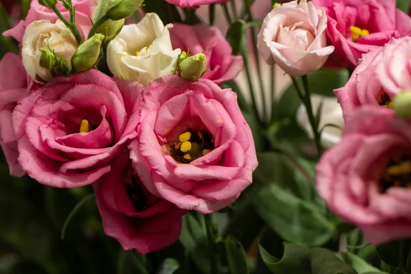 Bulanık arka planda güzel Eustoma beyaz ve pembe Eustoma. Minimalist tarzda düğün davetiyesi ve Eustoma. Uzayı kopyala Anneler günü kartı.