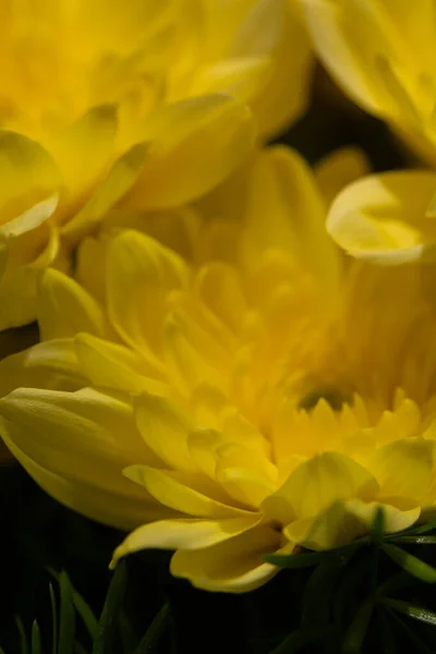 Yellow chrysanthemums on a blurry background close-up. Beautiful bright chrysanthemums bloom in autumn in the garden. — Photo