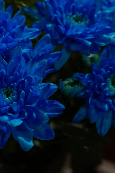 Blue chrysanthemums on a blurry background close-up. Beautiful bright chrysanthemums bloom in autumn in the garden.