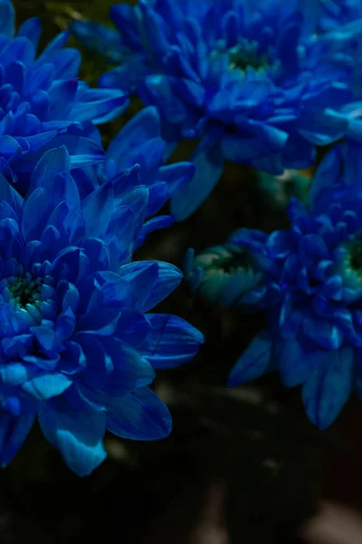 Crisantemos azules sobre un fondo borroso de cerca. Hermosos crisantemos brillantes florecen en otoño en el jardín. Fotos De Stock Sin Royalties Gratis