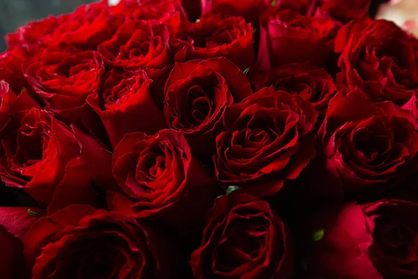 Bouquet Of Beautiful red Roses. Trend color classic red. . Valentines Day. Selective Focus. Roses wallpaper. Background. —  Fotos de Stock