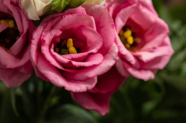Bulanık arka planda güzel Eustoma beyaz ve pembe Eustoma. Minimalist tarzda düğün davetiyesi ve Eustoma. Uzayı kopyala Anneler günü kartı..