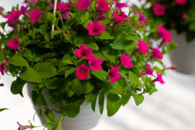 Petunya çiçeği, pembe taç yaprakları, parlak, çiçek açan, ılık ve sabah açan, metin için alan, taç yapraklarına odaklan, yeşil arka plan ve bulanık çiçekler, kapat.