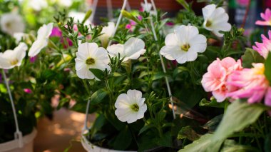 Petunia flower , white petals, bright, bloom, warm And bloom in the morning, space for text, focus on petals , on green background and blurred flowers, close up.