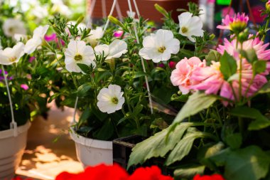 Petunia flower , white petals, bright, bloom, warm And bloom in the morning, space for text, focus on petals , on green background and blurred flowers, close up.