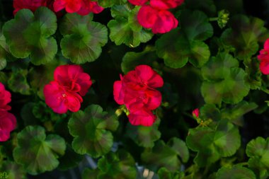 Pelargonium veya Pelargonium Grandiflorum çiçeği. Pembe Regal pelargonyumunu kapatın. Grandiflora kraliyet pelargonium cultivar Burghi bitkisi. güzel büyük pembe çiçekler.