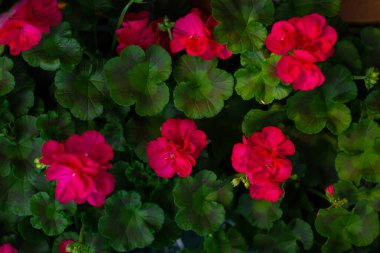 Pelargonium veya Pelargonium Grandiflorum çiçeği. Pembe Regal pelargonyumunu kapatın. Grandiflora kraliyet pelargonium cultivar Burghi bitkisi. güzel büyük pembe çiçekler.