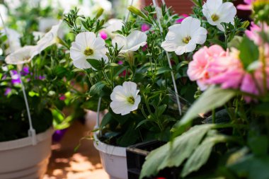 Petunya çiçeği, beyaz taç yaprakları, parlak, çiçek açan, ılık ve sabah açan, metin için alan, taç yapraklarına odaklan, yeşil arka plan ve bulanık çiçekler, kapat.