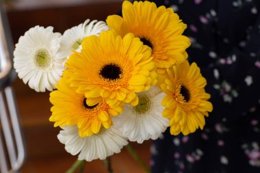 Sarı ve beyaz kasımpatılar, arka planda bulanık bir çekimde kadınların ellerinde. Güzel, parlak kasımpatılar sonbaharda çiçek açar..