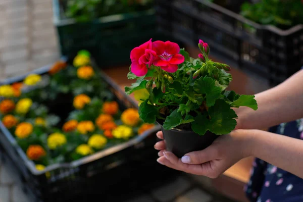Pelargonium veya Pelargonium Grandiflorum çiçeği. Pembe Regal pelargonyumunu kapatın. Grandiflora kraliyet pelargonium cultivar Burghi bitkisi. güzel büyük pembe çiçekler.