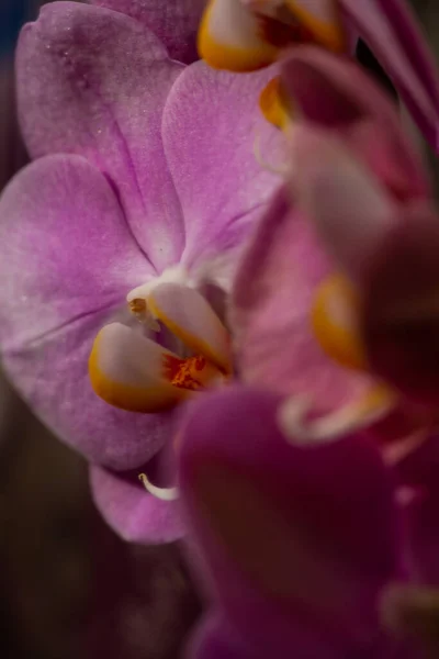 白い背景に紫色の蘭の花の頭状花 頭状花 または鷹を咲かせます 紫色の花を咲かせます 蝶蘭と呼ばれています 選択的フォーカス テキストの場所があります — ストック写真