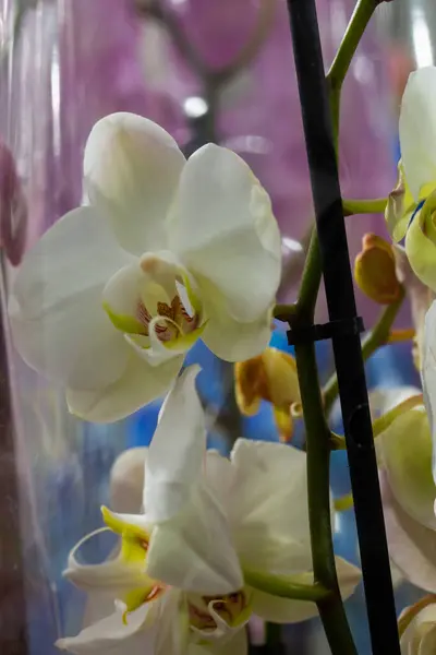 在白色背景上的白色兰花花序 花序或猎鹰 白色的凤仙花 被称为蝴蝶兰花 有选择的重点 有一个地方你的文字 — 图库照片