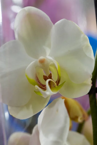 White Orchid Flower Phalaenopsis Phalaenopsis Falah White Background White Phalaenopsis — Stock Photo, Image