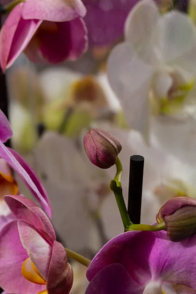 在白色背景上的紫色兰花花序 花序或花序 紫色的凤仙花 被称为蝴蝶兰花 有选择的重点 有一个地方你的文字 — 图库照片