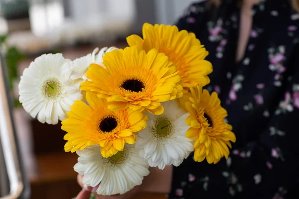 Yellow White Chrysanthemums Female Hands Blurry Background Close Beautiful Bright —  Fotos de Stock