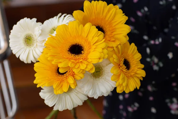 Sarı ve beyaz kasımpatılar, arka planda bulanık bir çekimde kadınların ellerinde. Güzel, parlak kasımpatılar sonbaharda çiçek açar..