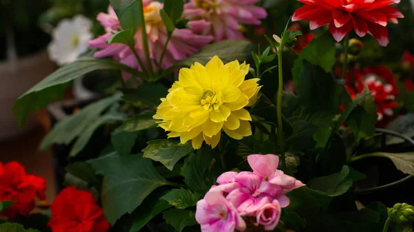 Multicolor Chrysanthemums Blurry Background Close Beautiful Bright Chrysanthemums Bloom Autumn — Stock Photo, Image