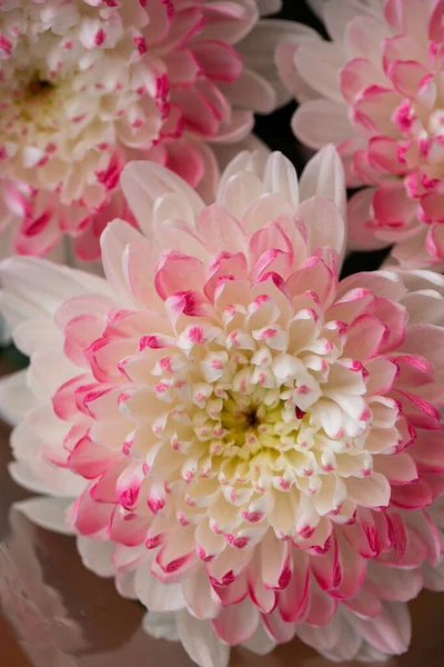 Розовые Белые Хризантемы Размытом Фоне Крупным Планом Осенью Саду Цветут — стоковое фото