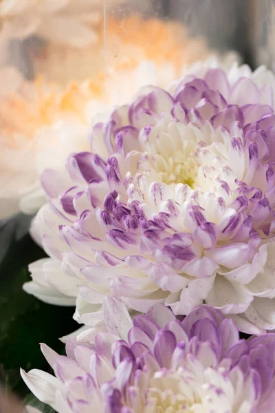 Фіолетові Білі Хризантеми Розмитому Тлі Крупним Планом Красиві Яскраві Хризантеми — стокове фото