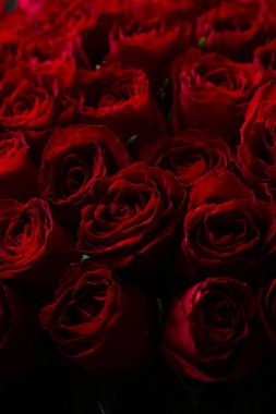 Güzel kırmızı güller buketi. Klasik moda rengi kırmızı. - Evet. Sevgililer Günü. Seçici Odaklanma. Gül duvar kâğıdı. Arkaplan