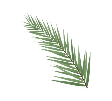 Beyaz arkaplanda yalıtılmış palmiye yaprağı.