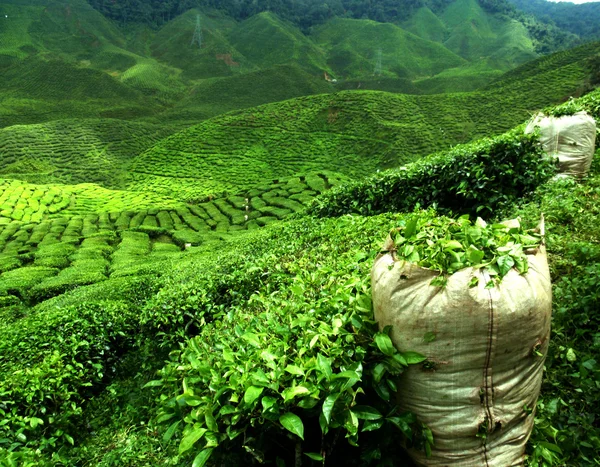 Green tea plantation — Stock Photo, Image