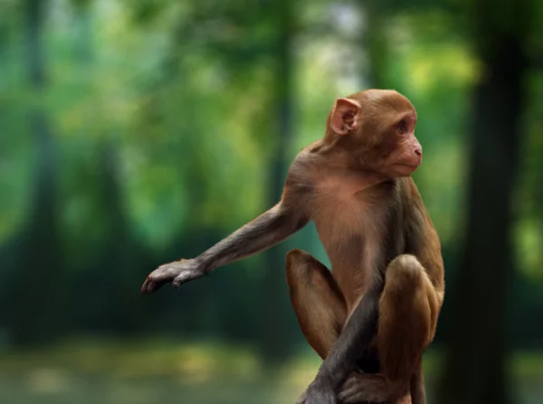 Makaak monkey — Stockfoto