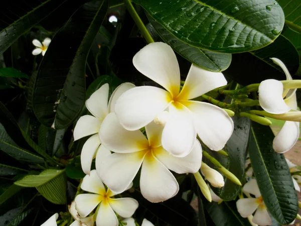 Florescimento de plumeria branca — Fotografia de Stock