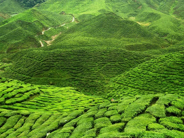 Green tea plantation — Stock Photo, Image