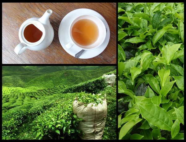 Té verde — Foto de Stock