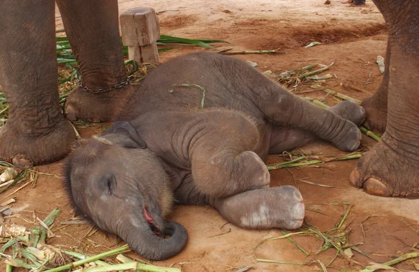 Elephant baby — Stock Photo, Image