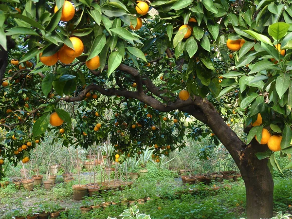 Obstgarten mit Orangen — Stockfoto