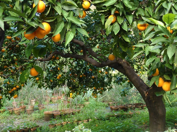 Pomar de laranjeira — Fotografia de Stock